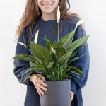 ⁦עציץ ספטיפיליום לבן⁩ – תמונה ⁦3⁩