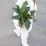 ⁦עציץ ספטיפיליום לבן⁩ – תמונה ⁦2⁩