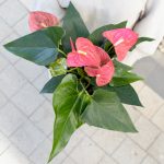 ⁦אנטוריום-עציץ פורח⁩ – תמונה ⁦2⁩