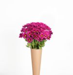 חרציות נטו סגול כהה