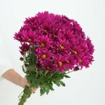 ⁦חרציות נטו סגול כהה⁩ – תמונה ⁦3⁩