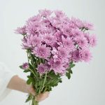 ⁦חרציות נטו סגול בהיר⁩ – תמונה ⁦2⁩