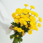 ⁦חרציות פונפון נטו צהוב⁩ – תמונה ⁦2⁩