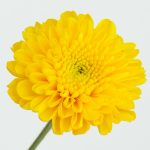 ⁦חרציות פונפון נטו צהוב⁩ – תמונה ⁦3⁩