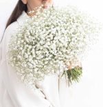 ⁦גיבסניות נטו לבן⁩ – תמונה ⁦2⁩