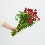 ⁦נוריות נטו אדום⁩ – תמונה ⁦3⁩