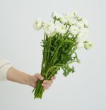 ⁦נוריות נטו לבן⁩ – תמונה ⁦2⁩